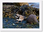 tylli Great Ringed Plover 8681 * 1194 x 858 * (790KB)